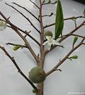 Cacao Flower